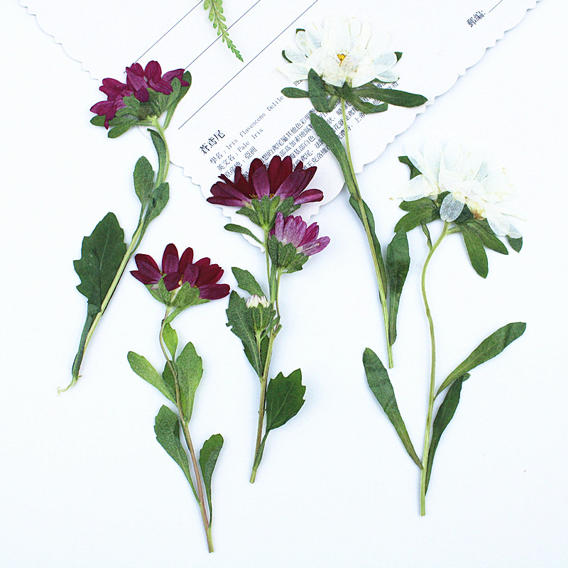 Resin Art Phone Case - 24pcs,Mini Chrysanthemum Pressed Dried Flowers for