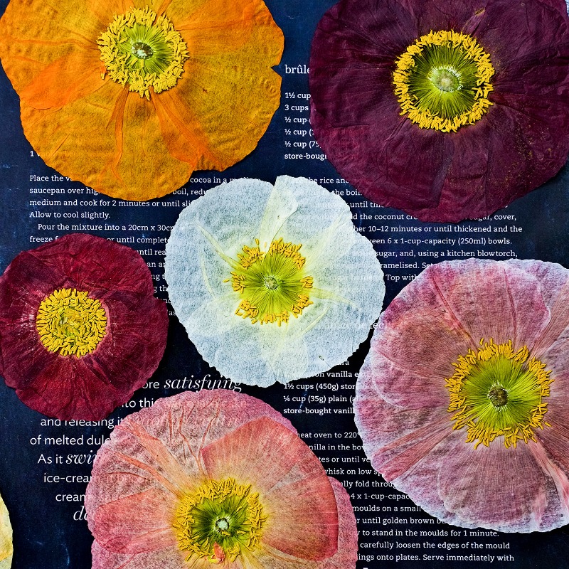 1pcs,Nature Field Poppy Presse – обзор и цена Resin Art Frame