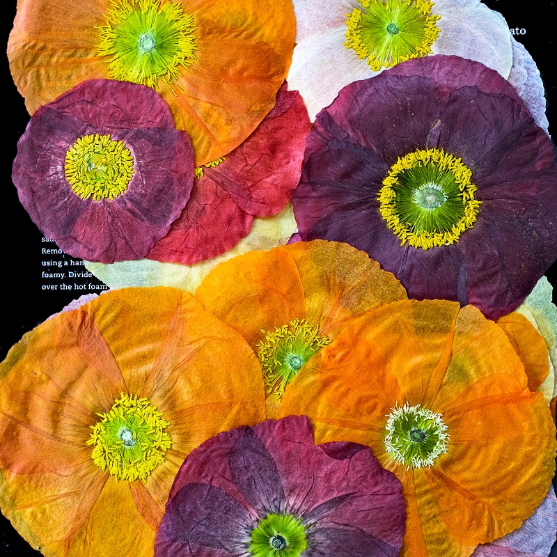 1pcs,Nature Field Poppy Presse – обзор и цена Resin Art Frame