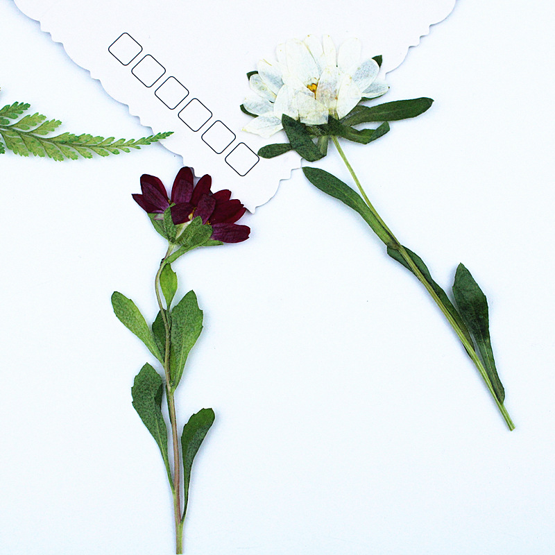 24pcs,Mini Chrysanthemum Press – обзор и цена Resin Art Phone Case
